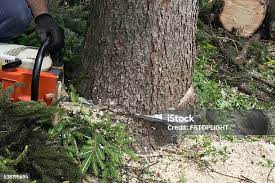 Best Tree Health Inspection  in Lakewood, CA