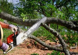 How Our Tree Care Process Works  in  Lakewood, CA