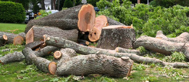 Best Emergency Tree Removal  in Lakewood, CA