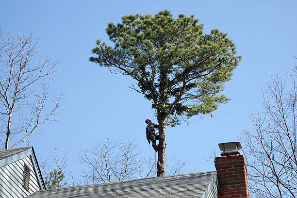 Best Tree and Shrub Care  in Lakewood, CA