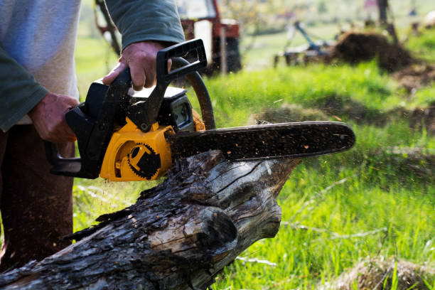 Best Tree Risk Assessment  in Lakewood, CA
