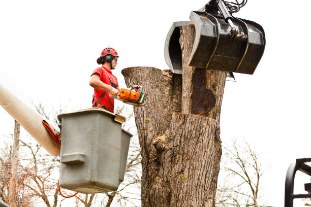  Lakewood, CA Tree Care Pros